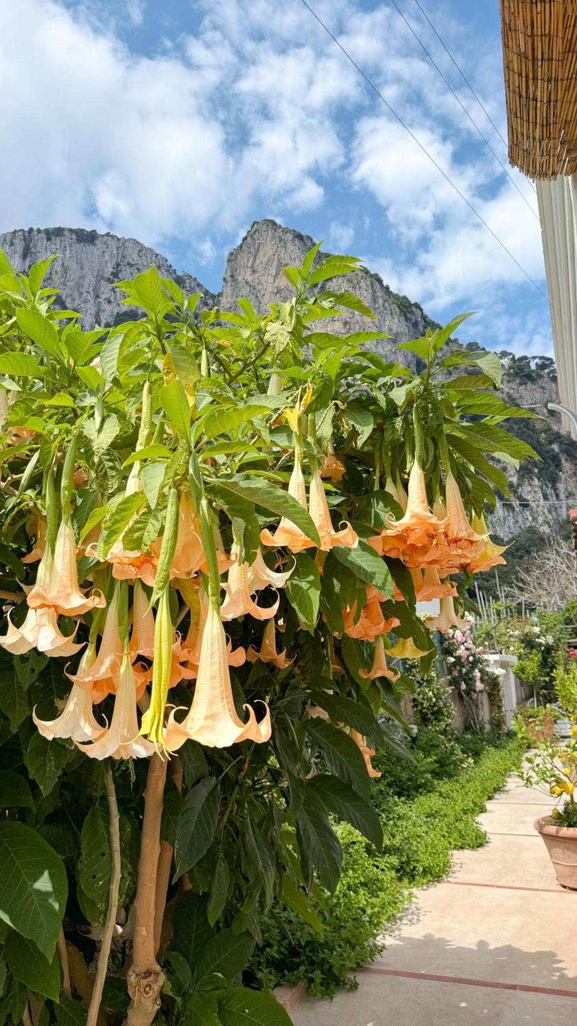 Il Cigno B&B Capri Zewnętrze zdjęcie