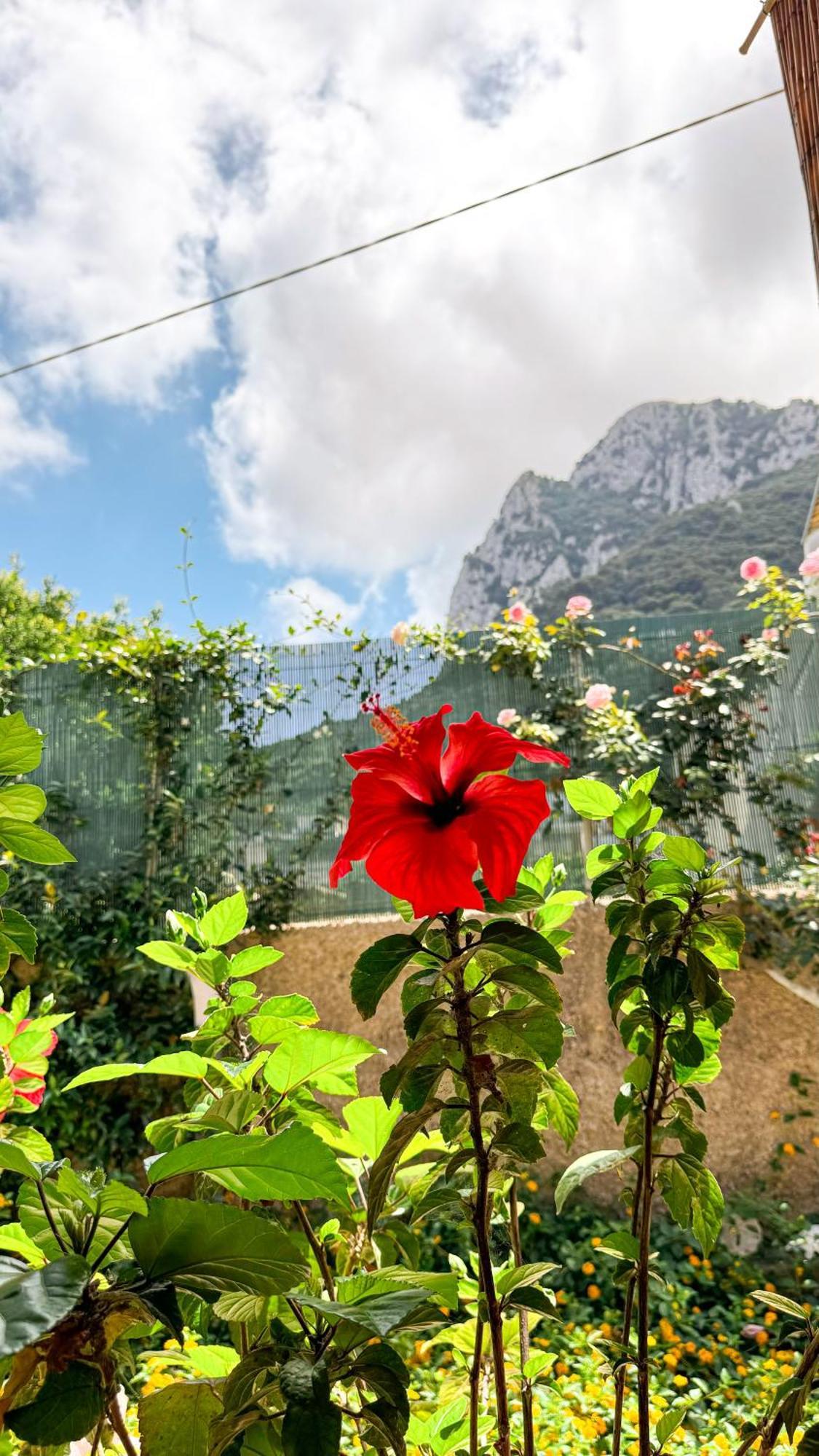 Il Cigno B&B Capri Zewnętrze zdjęcie