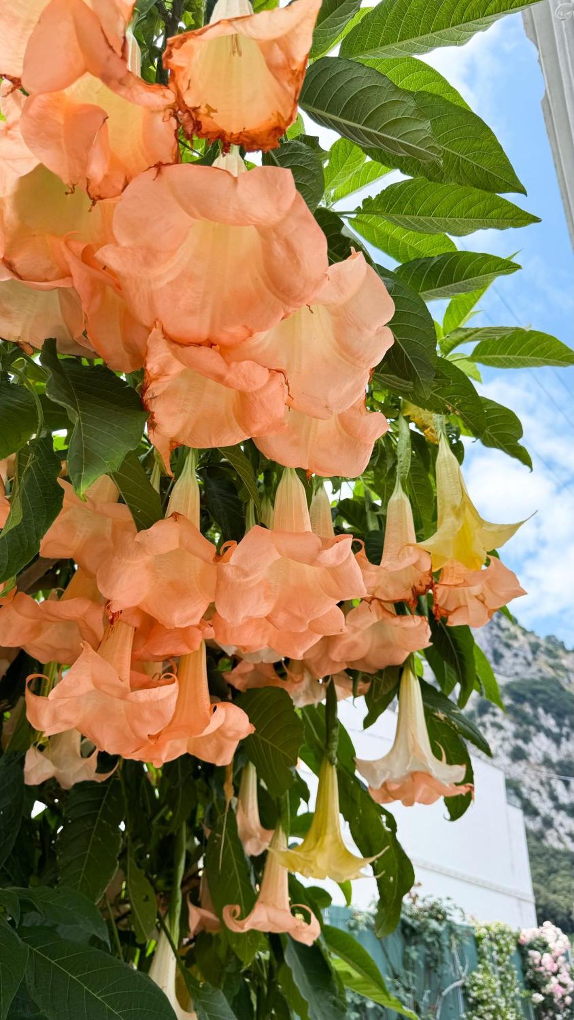 Il Cigno B&B Capri Zewnętrze zdjęcie